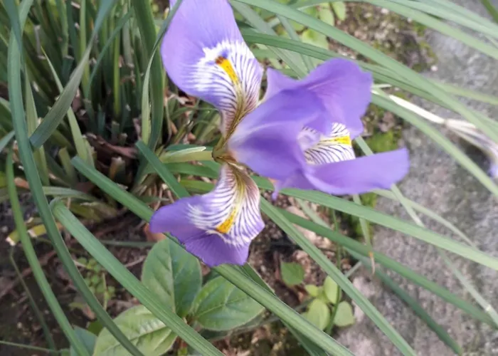 Delfini I Apart-hotel Fira (Santorini)